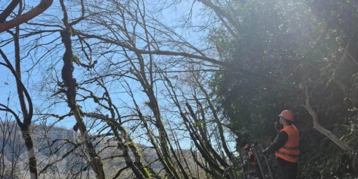 В Сочи обновляют маршруты Тисо-самшитовой рощи вручную