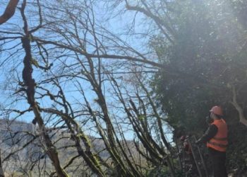 В Сочи обновляют маршруты Тисо-самшитовой рощи вручную