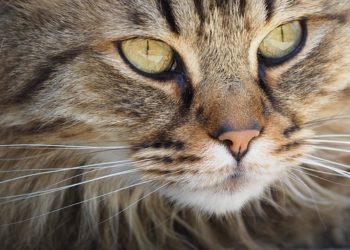 В Краснодарском крае продают кошек элитных пород за сотни тысяч