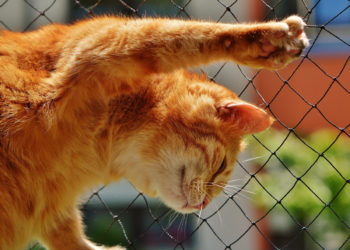 В Краснодарском крае живодер убил кошку, вставив ей в задний проход палку