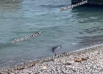 В Новороссийске мужчина купался в море в метре от мертвого дельфина