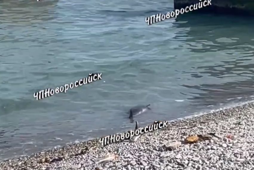 В Новороссийске мужчина купался в море в метре от мертвого дельфина
