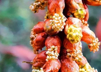 Дерево 20 века: «последний динозавр» расцвел в Сочи