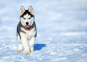Хаски в Сочи разорвала йоркширского терьера на глазах у подростка