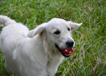 В санатории Сочи отказали в заселении инвалиду с собакой-поводырем