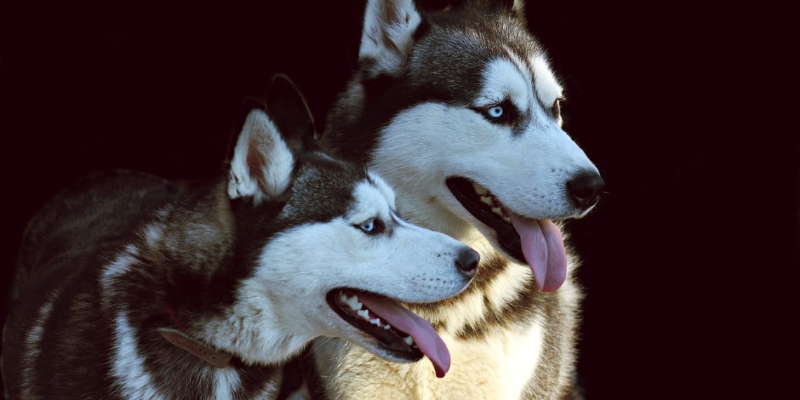 Мать инвалид, отец таксист: как жила семья пострадавшего от нападения хаски ребенка