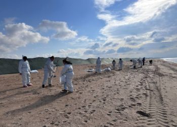 На пляжах Анапы готовятся к уникальному эксперименту по очистке песка от мазута