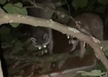 В Сочи искавшие еду еноты попали на видео