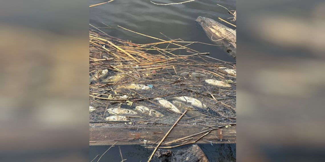 Анапа в шоке: массовый мор рыбы в устье реки удивил жителей