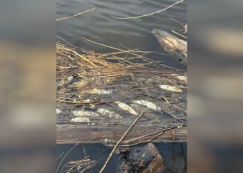 Анапа в шоке: массовый мор рыбы в устье реки удивил жителей