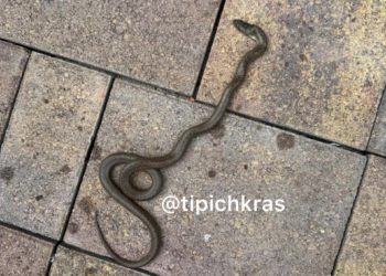 «Это моя бывшая»: в Краснодаре начался сезон змеиных селфи