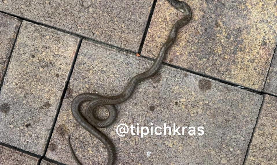 «Это моя бывшая»: в Краснодаре начался сезон змеиных селфи