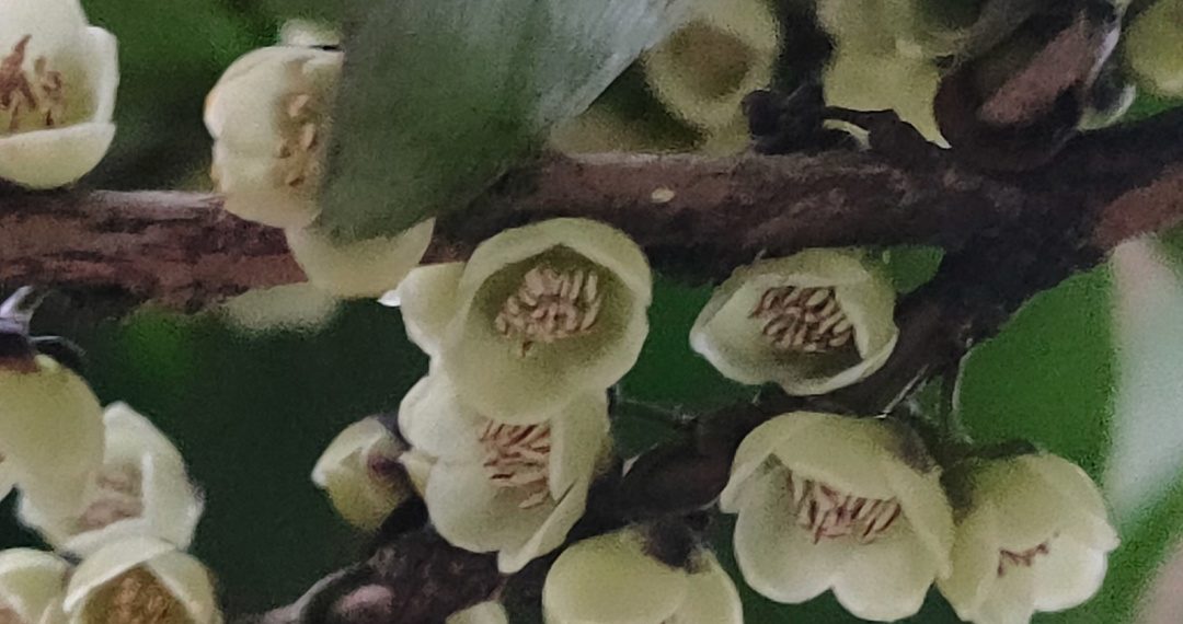 В Сочинском Дендрарии в марте 2025 года «газует» эврия японская