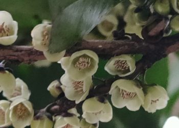 В Сочинском Дендрарии в марте 2025 года «газует» эврия японская