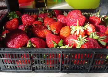Стало известно, когда начнется клубничный сезон в Краснодарском крае