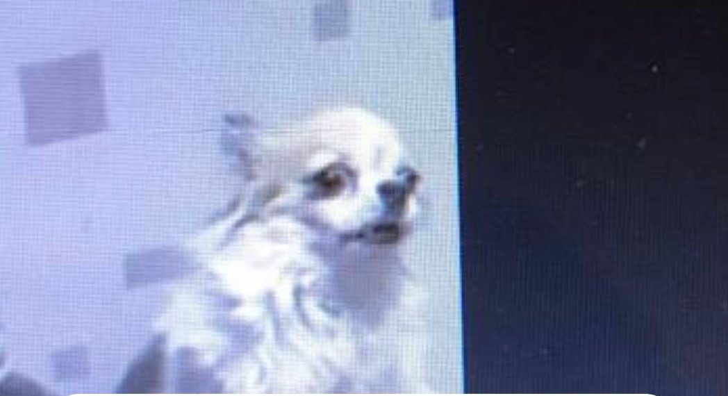 В Краснодаре средь бела дня похитили пожилую собаку, оставив хозяина в отчаянии