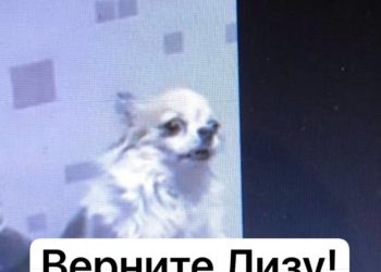 В Краснодаре средь бела дня похитили пожилую собаку, оставив хозяина в отчаянии