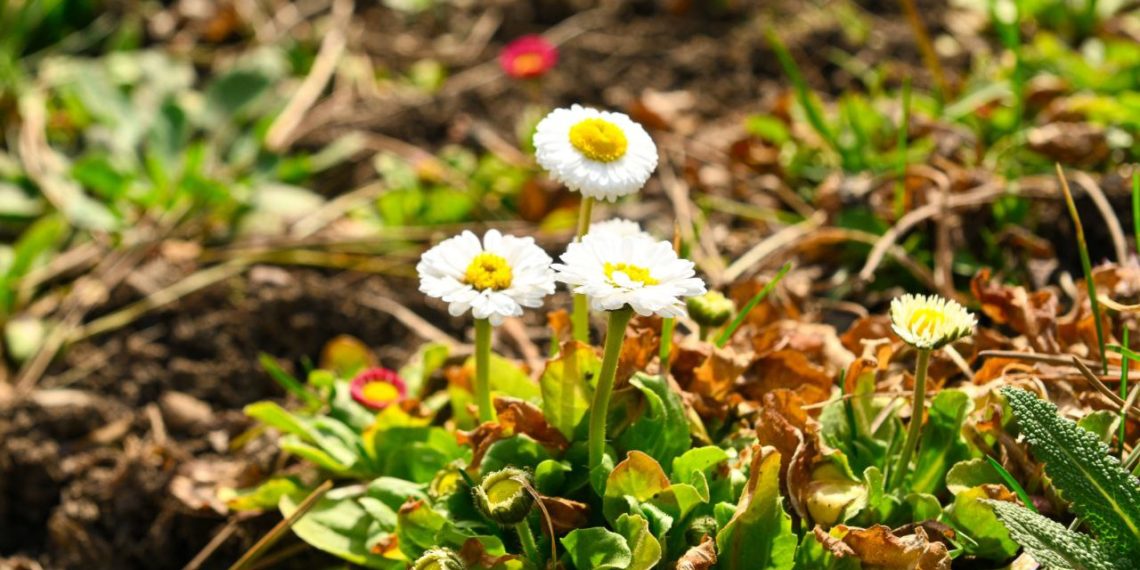 В Японском саду Краснодара зацвели цветы, несущие тайные послания