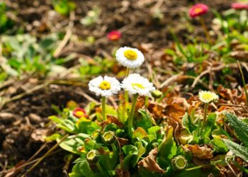 В Японском саду Краснодара зацвели цветы, несущие тайные послания