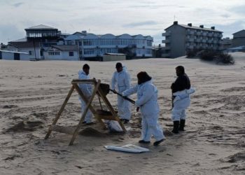 На Кубани собрали 150,7 тысячи тонн загрязненного мазутом песка и грунта