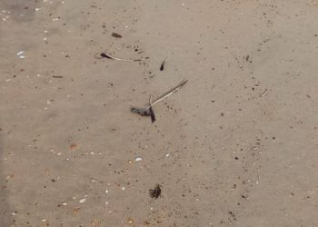 В Анапе зафиксировали новые выбросы мазута 14 марта