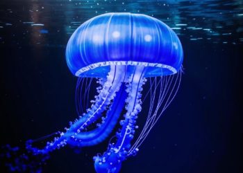 В Сочи сняли на видео редкую медузу корнерот в акватории Морского порта