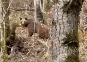 В Сочи медведь гнался за туристом