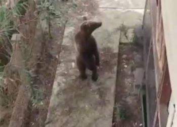 В Сочи медведь пришел во двор частного дома