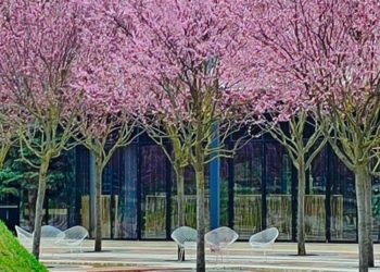 В Краснодаре в парке Галицкого зацвела редкая слива Нигра