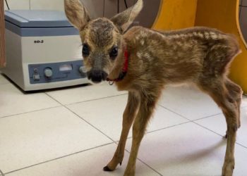 Сбитого олененка под Туапсе спасли и передадут в зоопарк