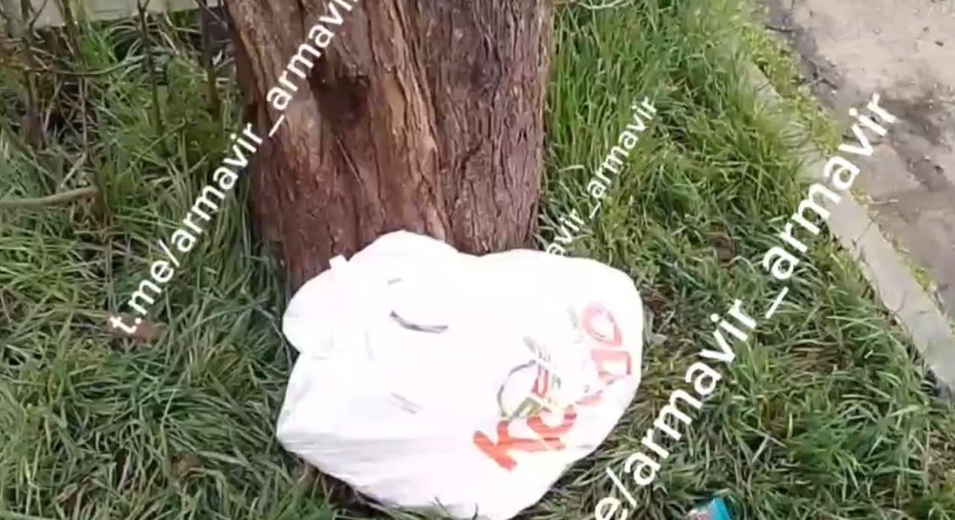 В Армавире живодер сунул беременную кошку в пакет и бросил умирать