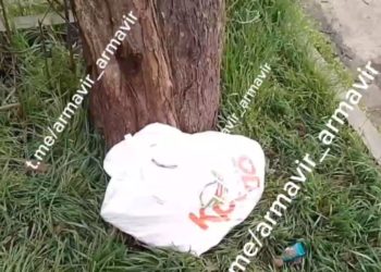 В Армавире живодер сунул беременную кошку в пакет и бросил умирать