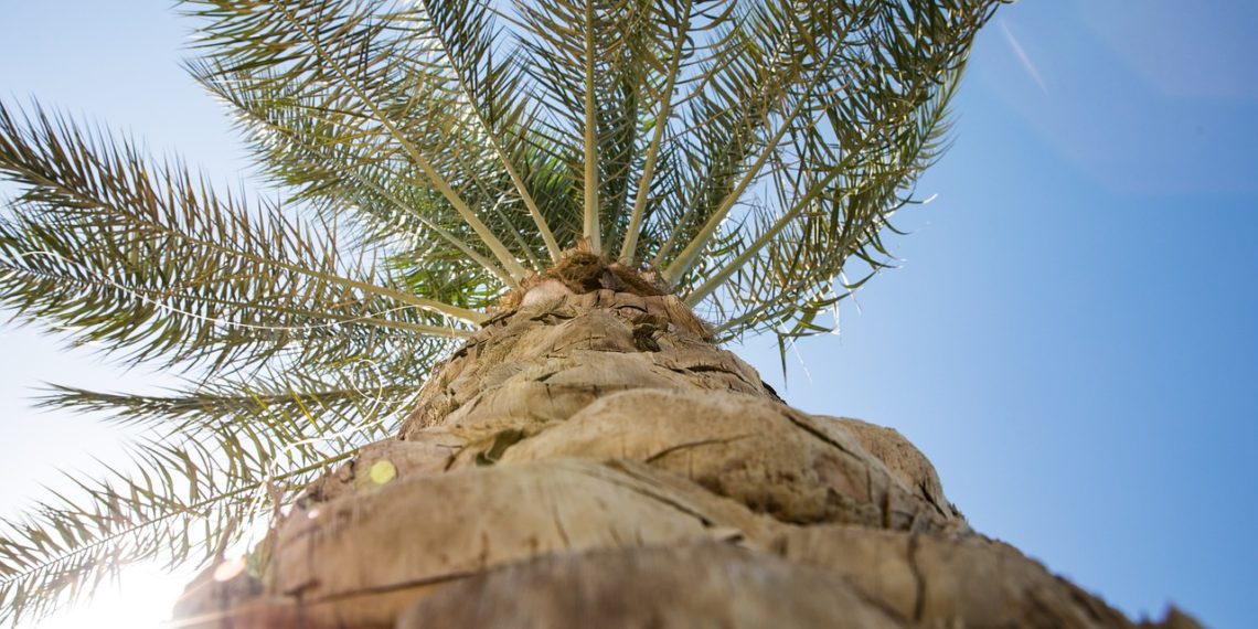 В Сочи провели химическую защиту пальм от вредителей