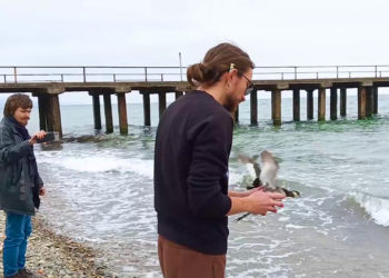 В Туапсинском районе выпустили птиц после очистки от мазута