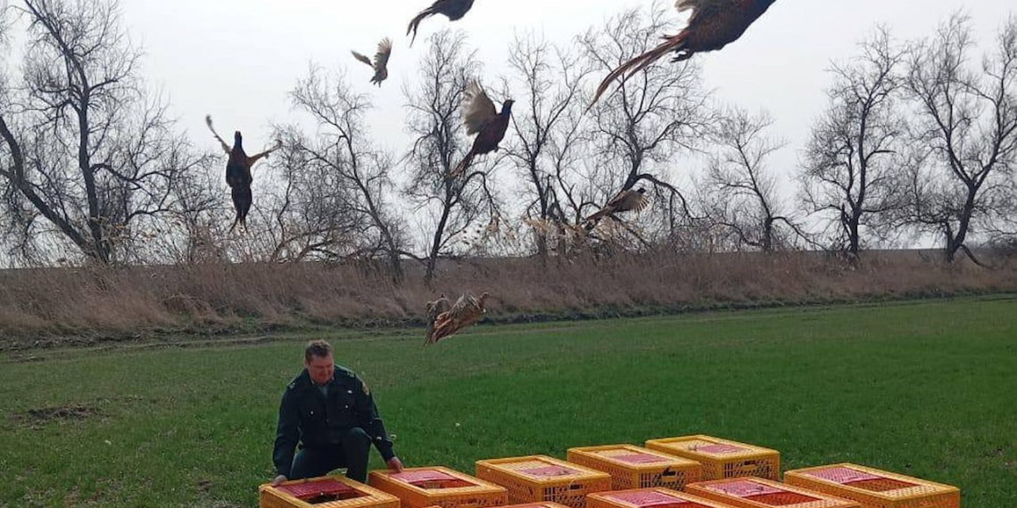 В дикой природе Кубани поселились 200 молодых фазанов