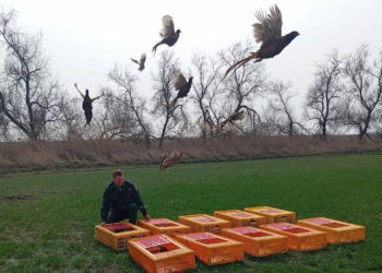 В дикой природе Кубани поселились 200 молодых фазанов