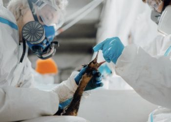 Два центра занимаются реабилитацией пострадавших от мазута птиц в Черном море