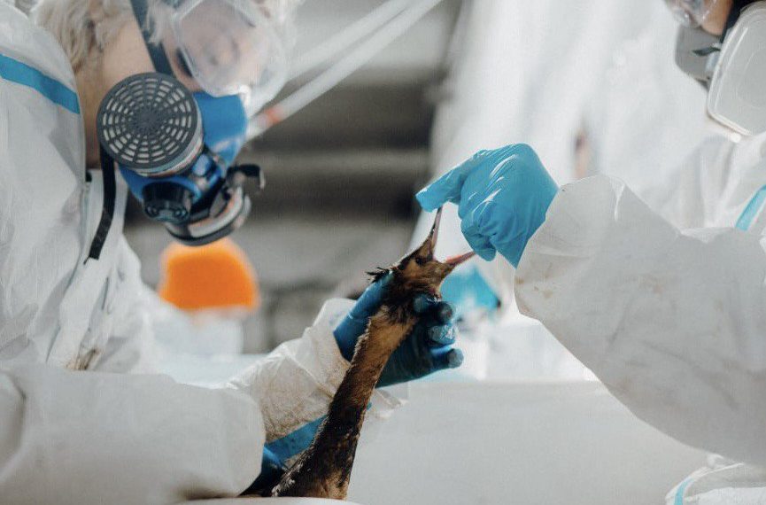 Два центра занимаются реабилитацией пострадавших от мазута птиц в Черном море