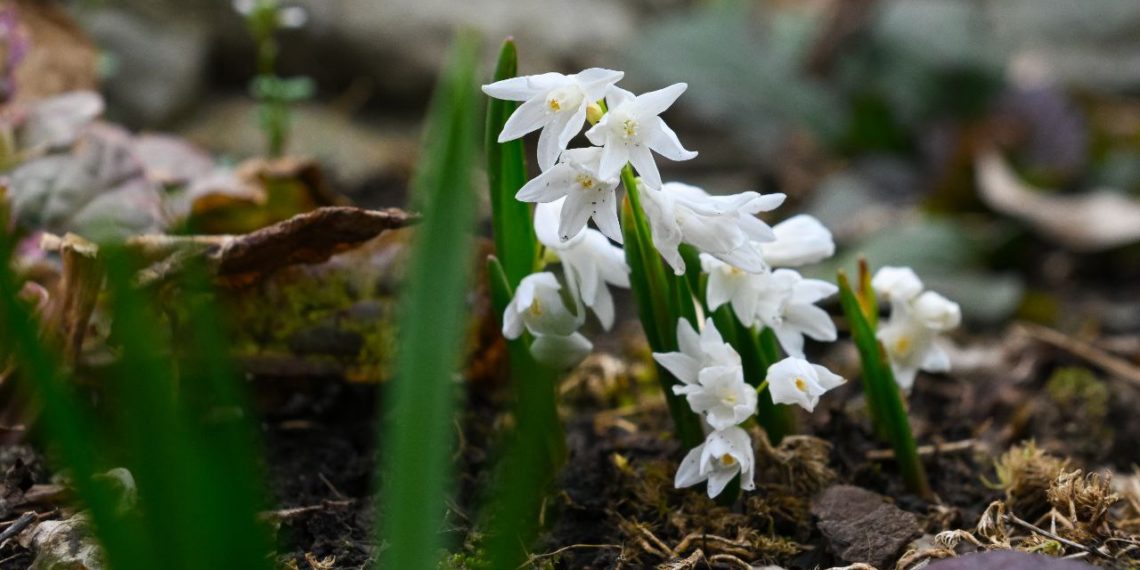 Карликовые гиацинты усеяли клумбы Японского сада в Краснодаре