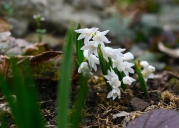 Карликовые гиацинты усеяли клумбы Японского сада в Краснодаре
