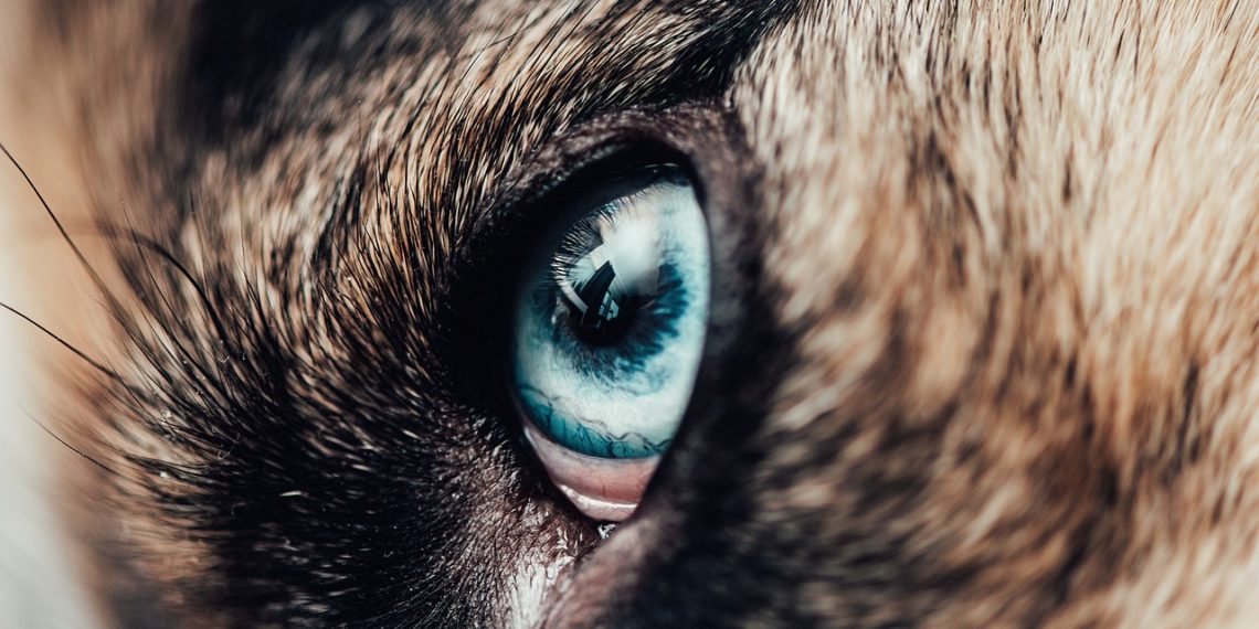 В Сочи забрали последнюю хаски с места нападения на ребенка