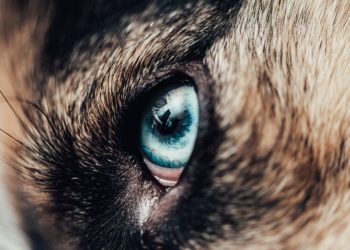 В Сочи забрали последнюю хаски с места нападения на ребенка