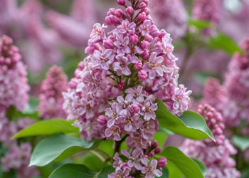 В Краснодаре сирень зацвела рекордно рано