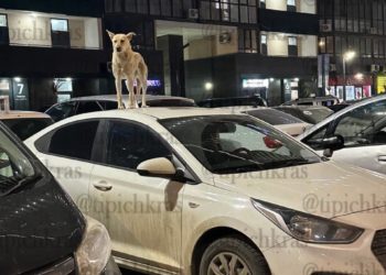 В Краснодаре собака-крышелаз объявила себя владельцем автомобиля