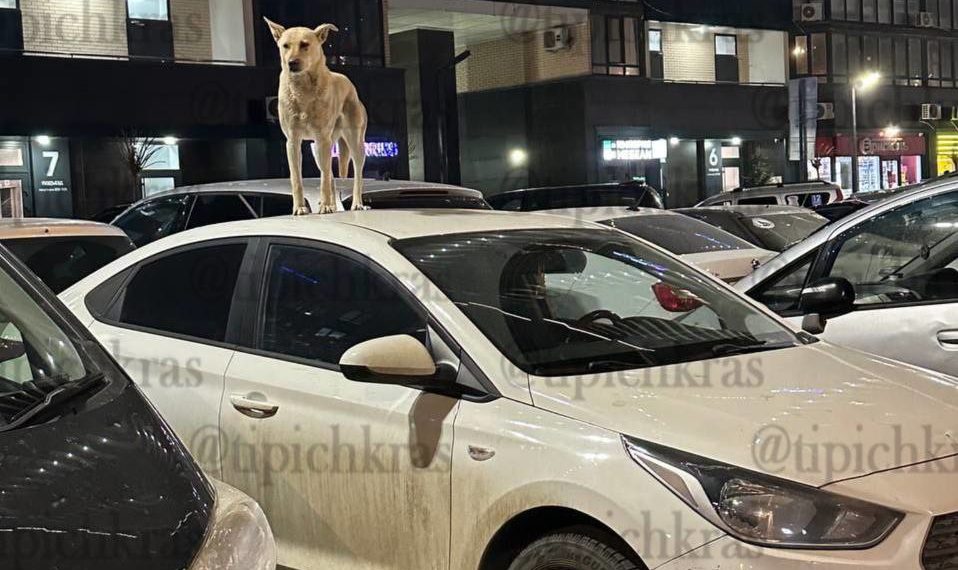 В Краснодаре собака-крышелаз объявила себя владельцем автомобиля