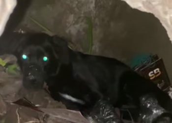 На Кубани живодеры связали собаке морду и лапы скотчем