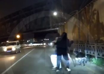 В Сочи стая бродячих собак напала на двух подростков