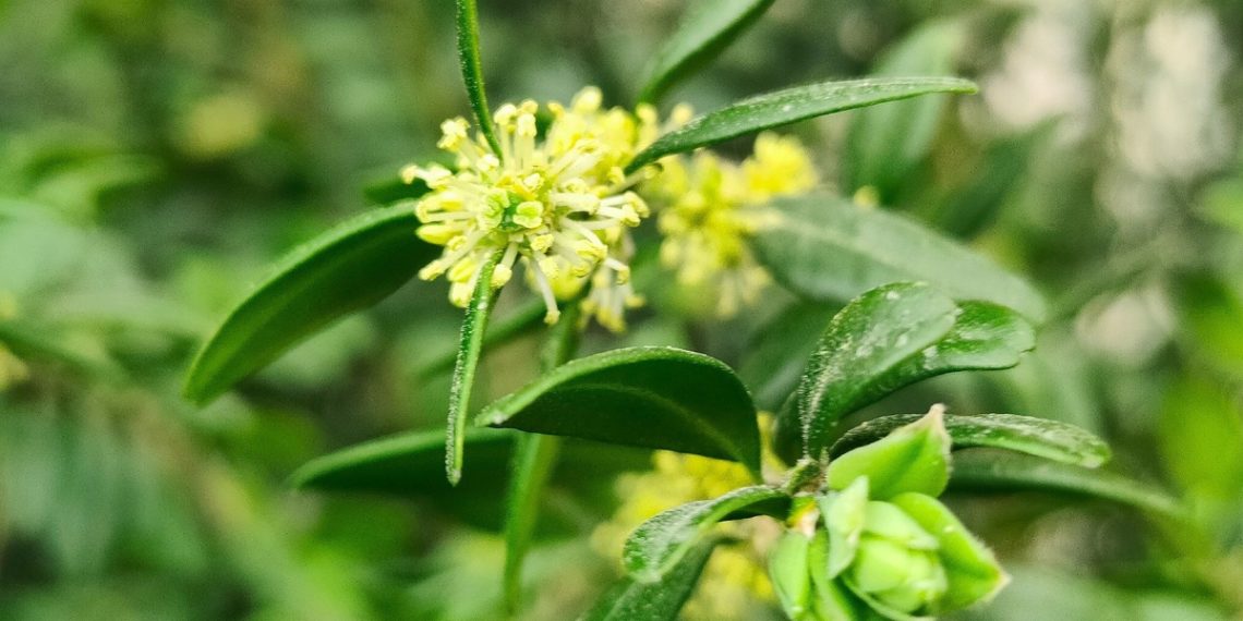 В Сочи аромат цветущего самшита пока напоминает запах подснежников
