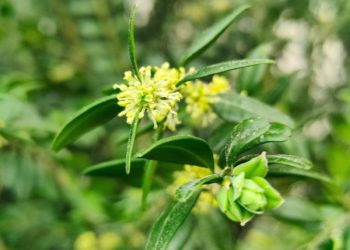В Сочи аромат цветущего самшита пока напоминает запах подснежников