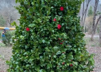 Прогноз погоды на среду и четверг 12 и 13 марта в Краснодарском крае